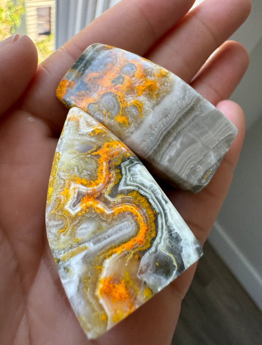 Bumblebee Jasper Freeform